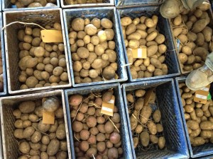 potatoes_in_crates_small