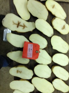 RussetBurbank