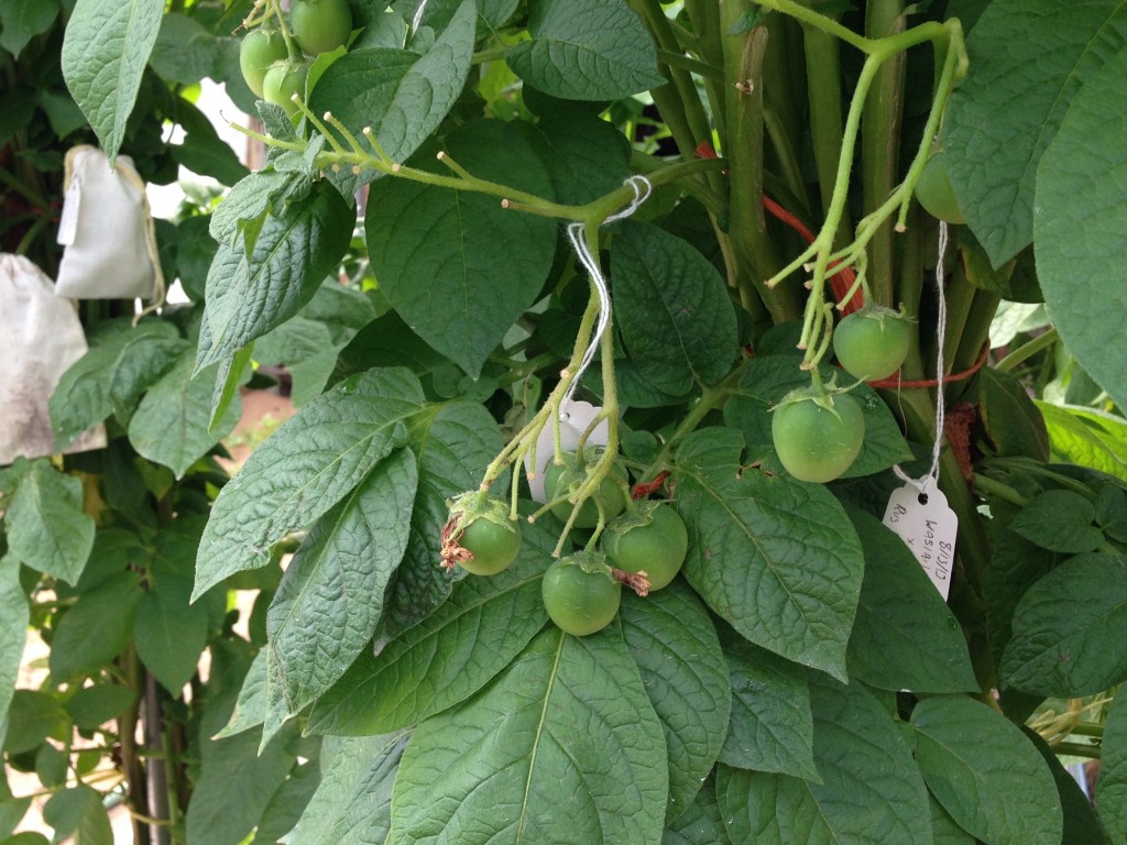 Berries2