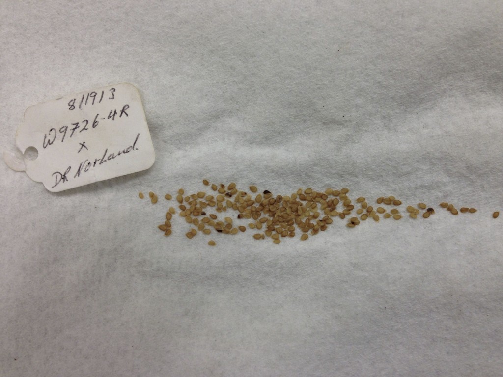true_seeds