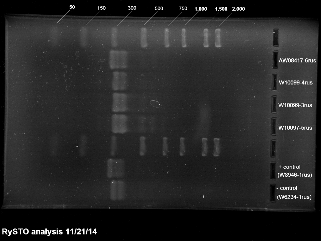STO analysis 2